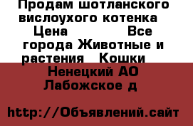 Продам шотланского вислоухого котенка › Цена ­ 10 000 - Все города Животные и растения » Кошки   . Ненецкий АО,Лабожское д.